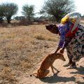 Africanis dog in Botswana