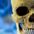Human_skull_replica_Sterkfontein_Museum