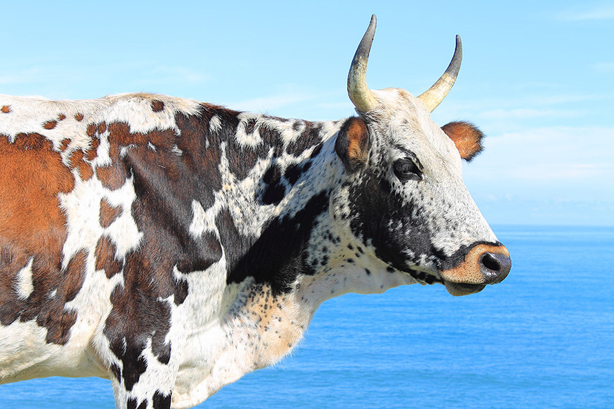 Nguni cow on the beach at Morgan's Bay in the Wild Coast region of the Eastern Cape. Ngunis, a breed of Zebu cattle, are famous for their uniquely patterned colourful hides. (Gareth Photo, CC BY-NC-ND)