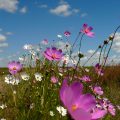 Cosmos flowers in bloom are a common sight along roads in the Fr